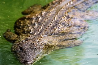 Une septantaine de crocodiles se sont échappés d'une ferme d'élevage, en Chine, à la faveur d'inondations (Photo prétexte).